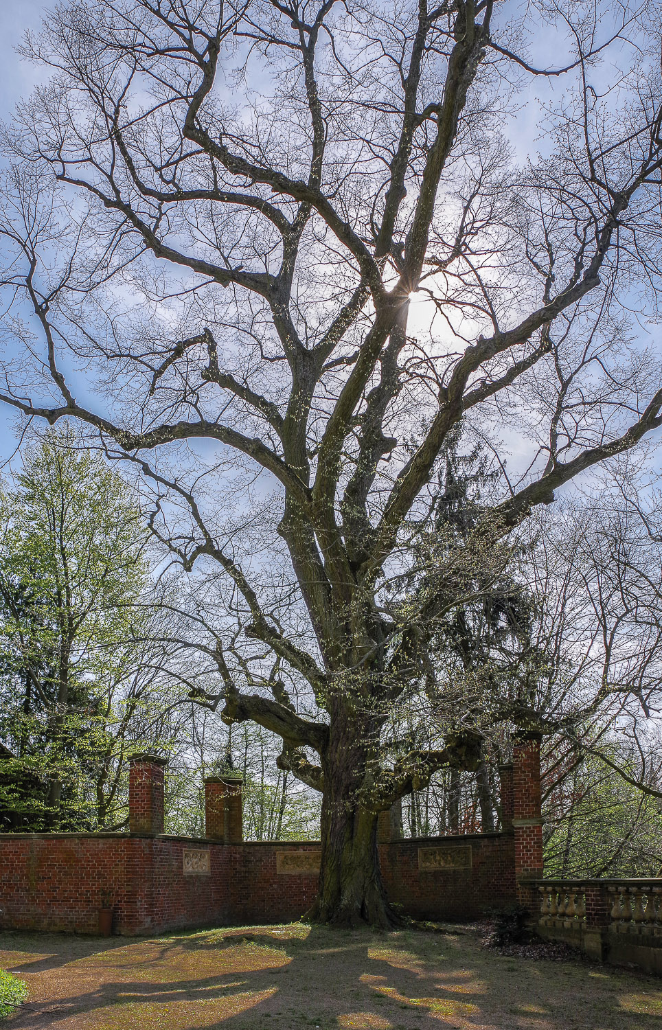 Tilia tomentosa - Wiesenburg - 2018