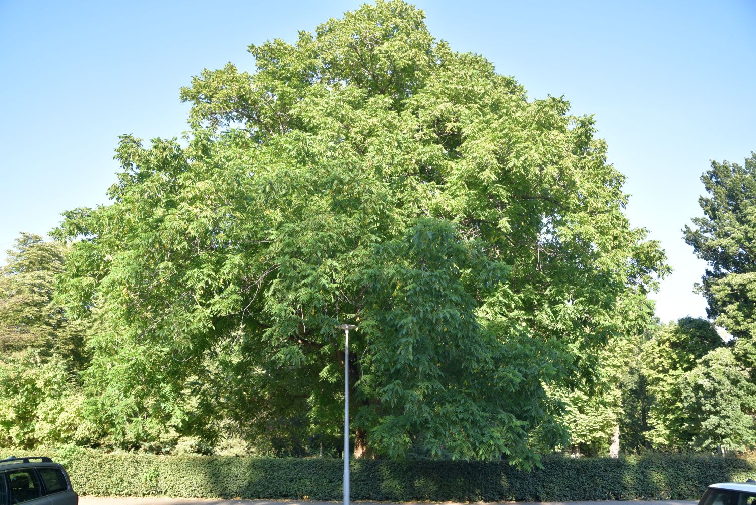 cinerea Juglans
