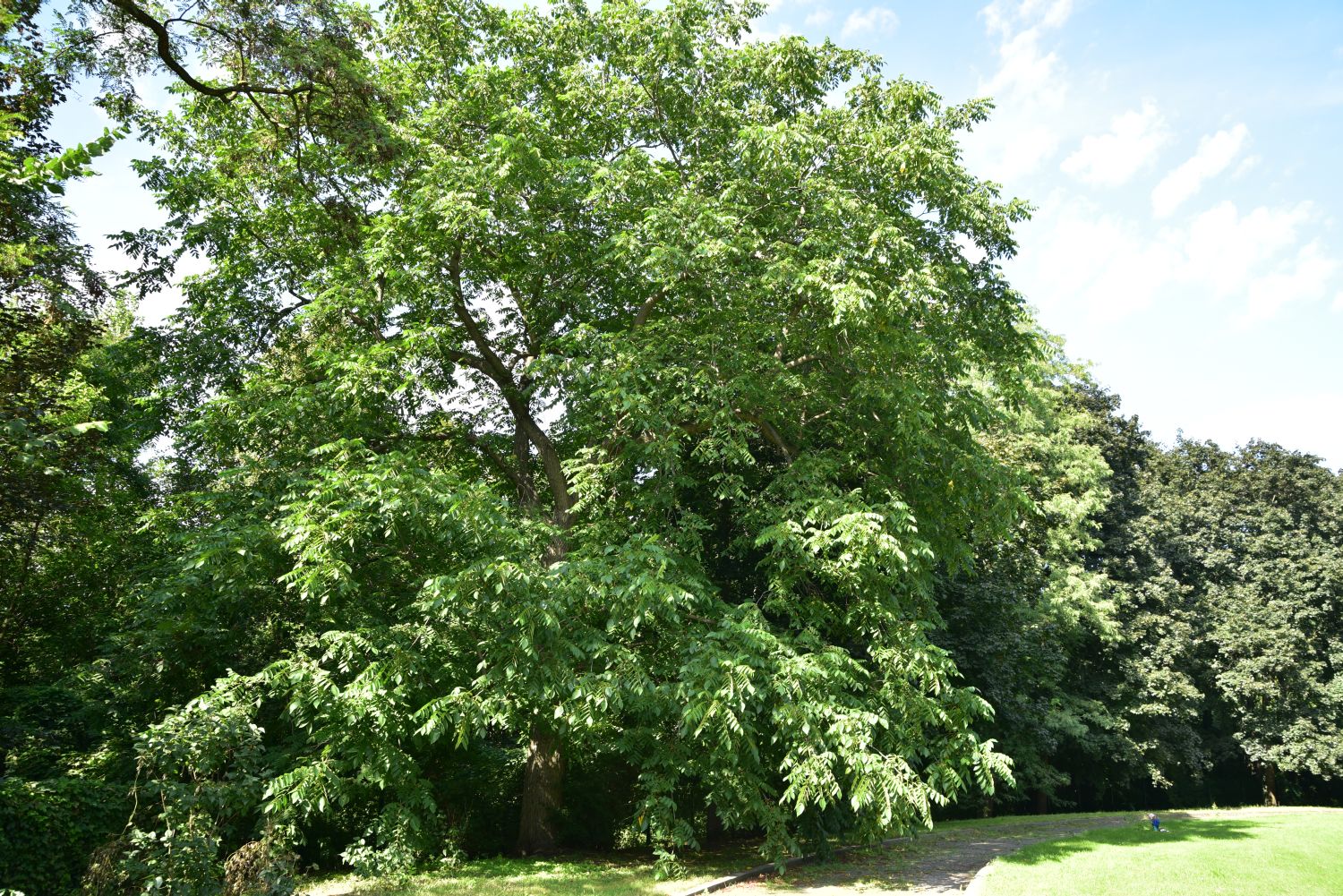 cinerea Juglans