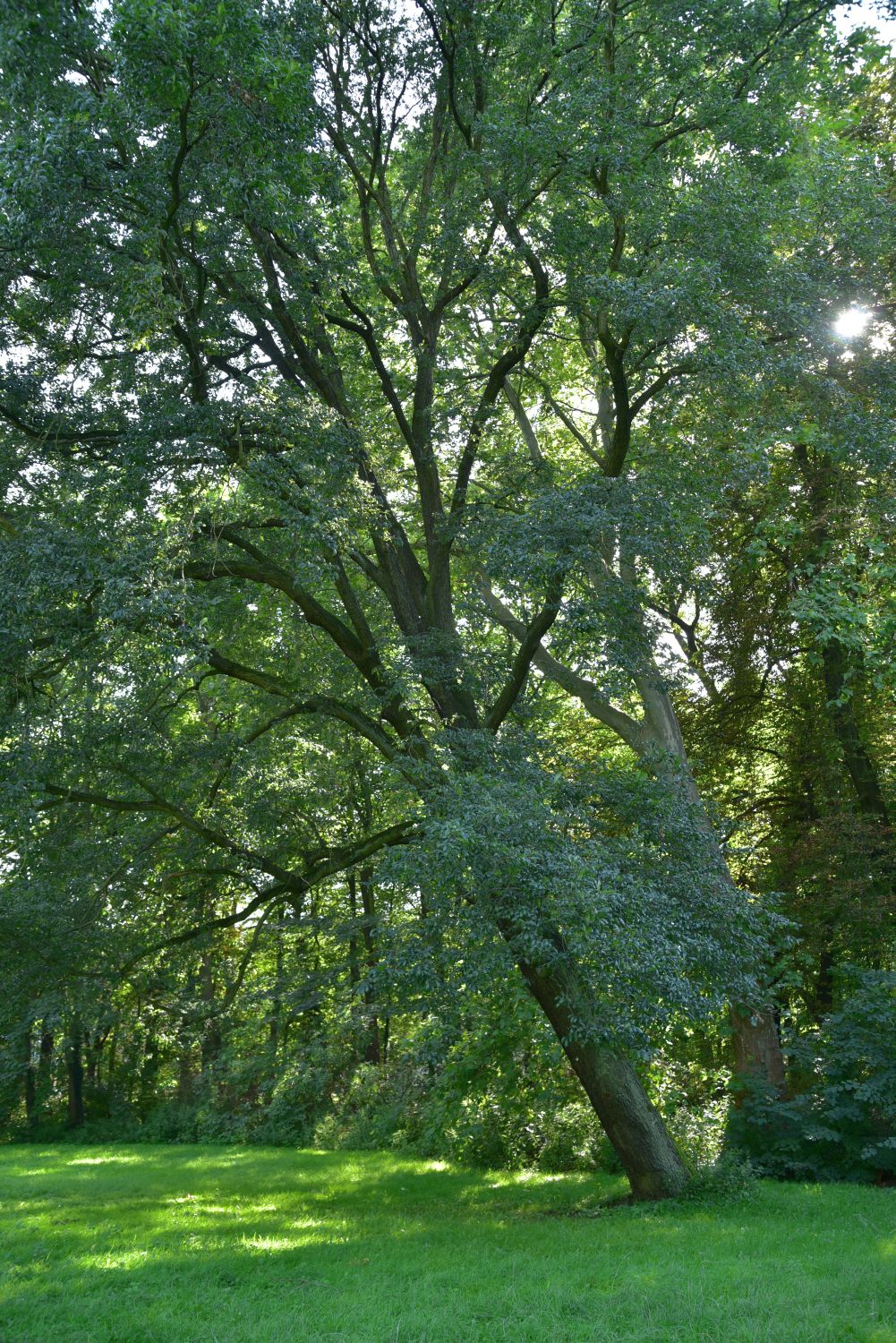 'Cochleata' petraea Quercus