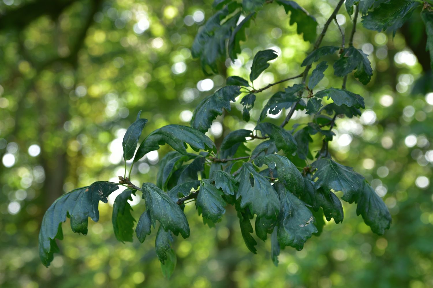 Quercus petraea 'Cochleata' - Berlin, Treptower Park - 2017