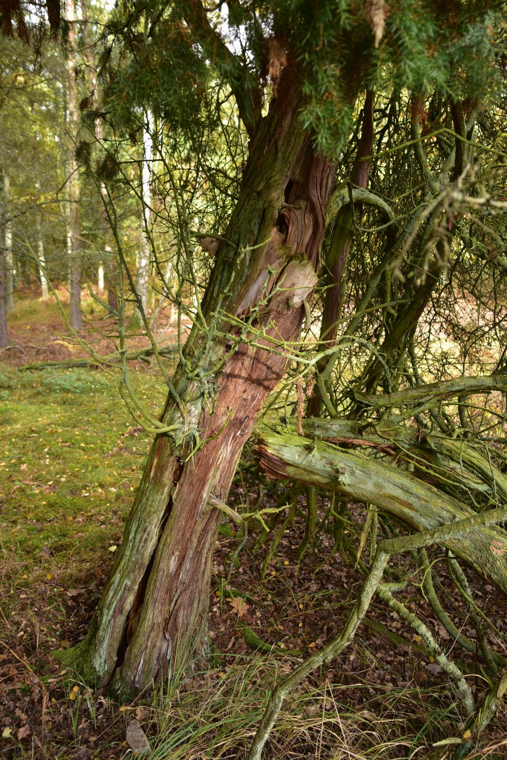 Gemeiner Wacholder - Altenhof, NSG Wacholderjagen - 2016