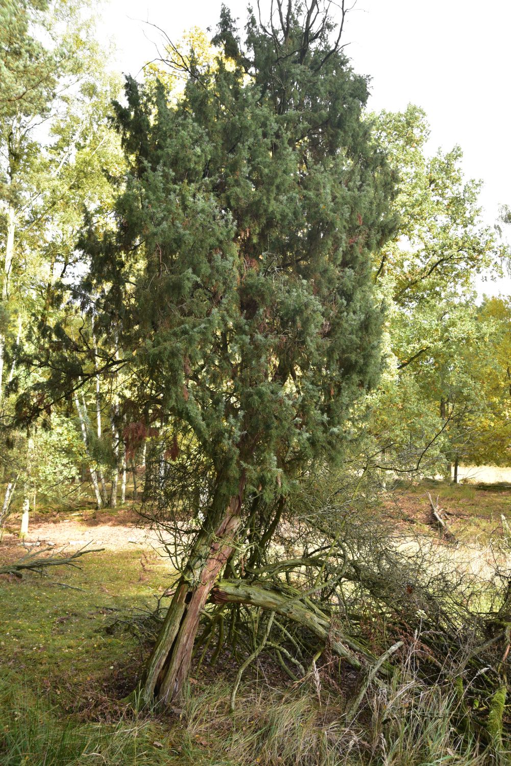 Gemeiner Wacholder - Altenhof, NSG Wacholderjagen - 2016