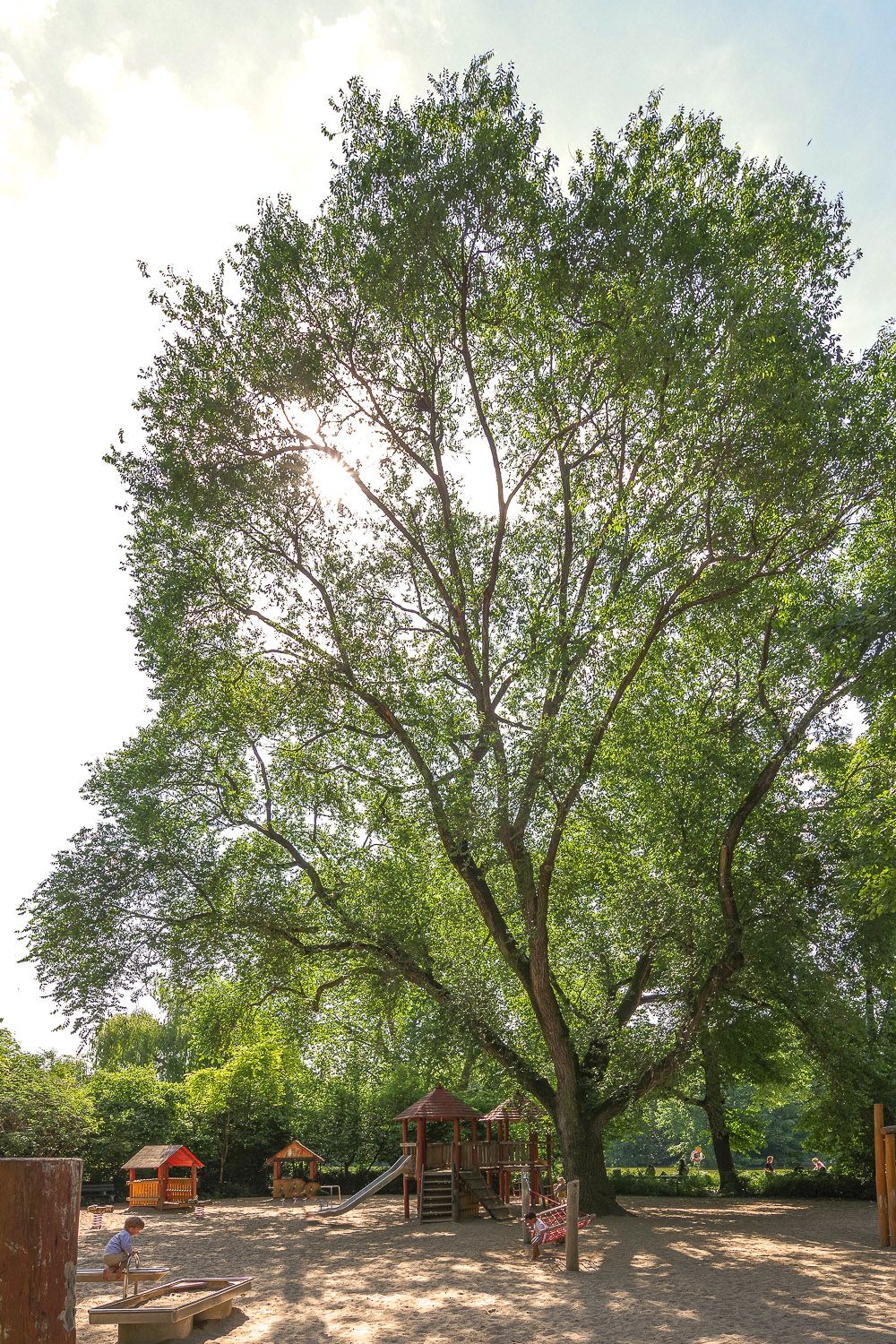 pumila Ulmus