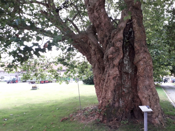 Platanus × hispanica - Lamspringe - 2019