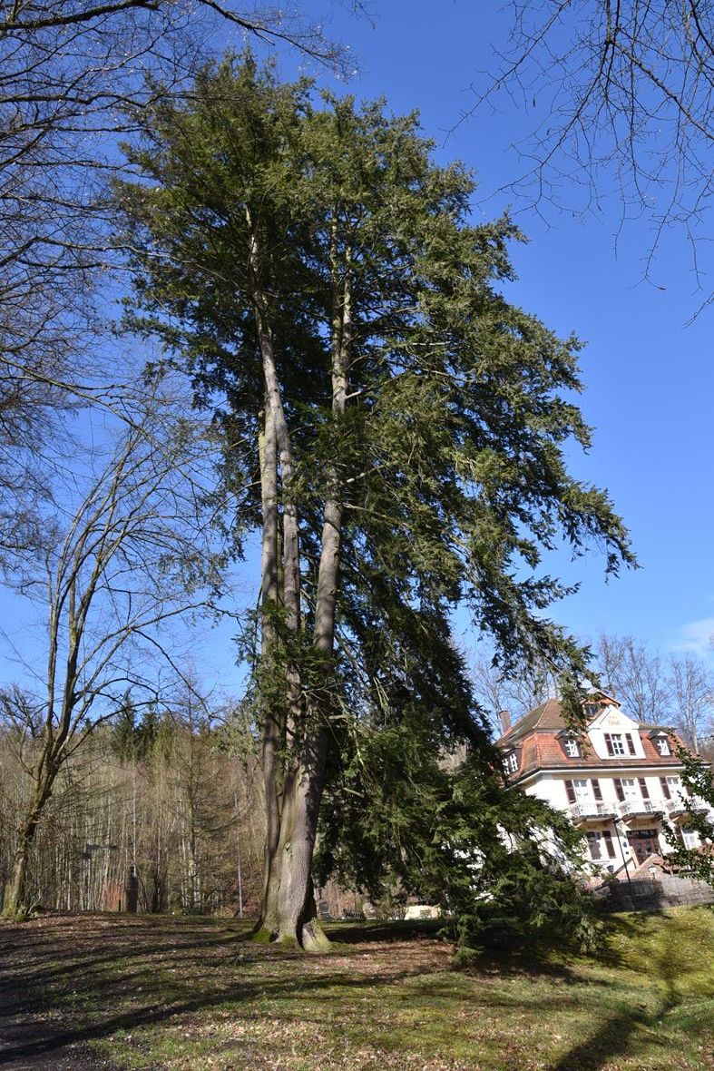Tsuga canadensis - Bad Brückenau - 2020