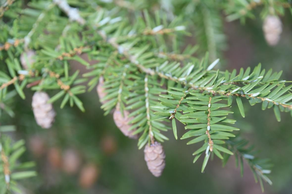 Tsuga canadensis - Bad Brückenau - 2020