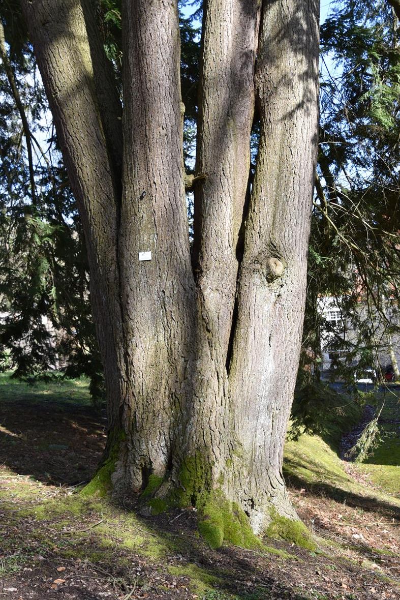 Tsuga canadensis - Bad Brückenau - 2020