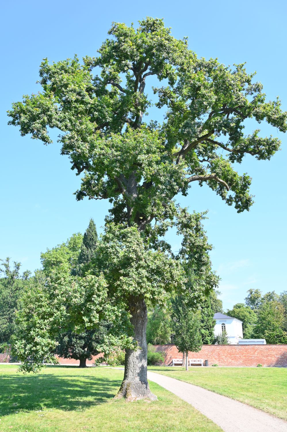 Quercus robur Variegata-Gruppe