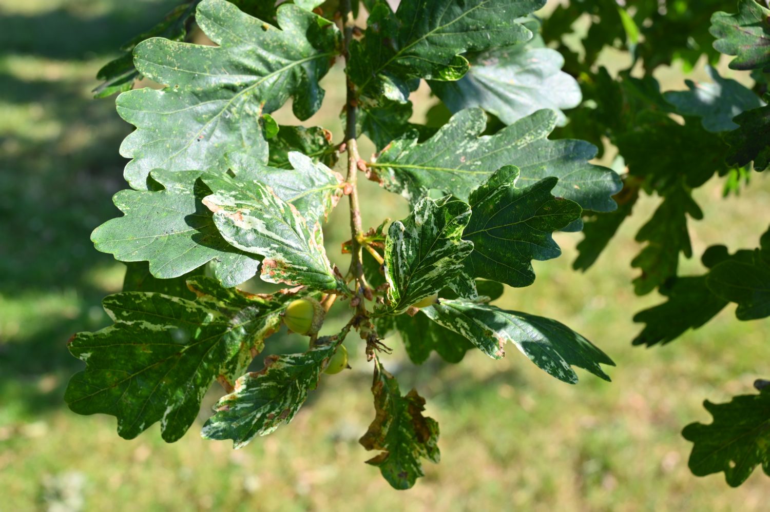 Quercus robur Variegata-Gruppe - Schwerin - 2020