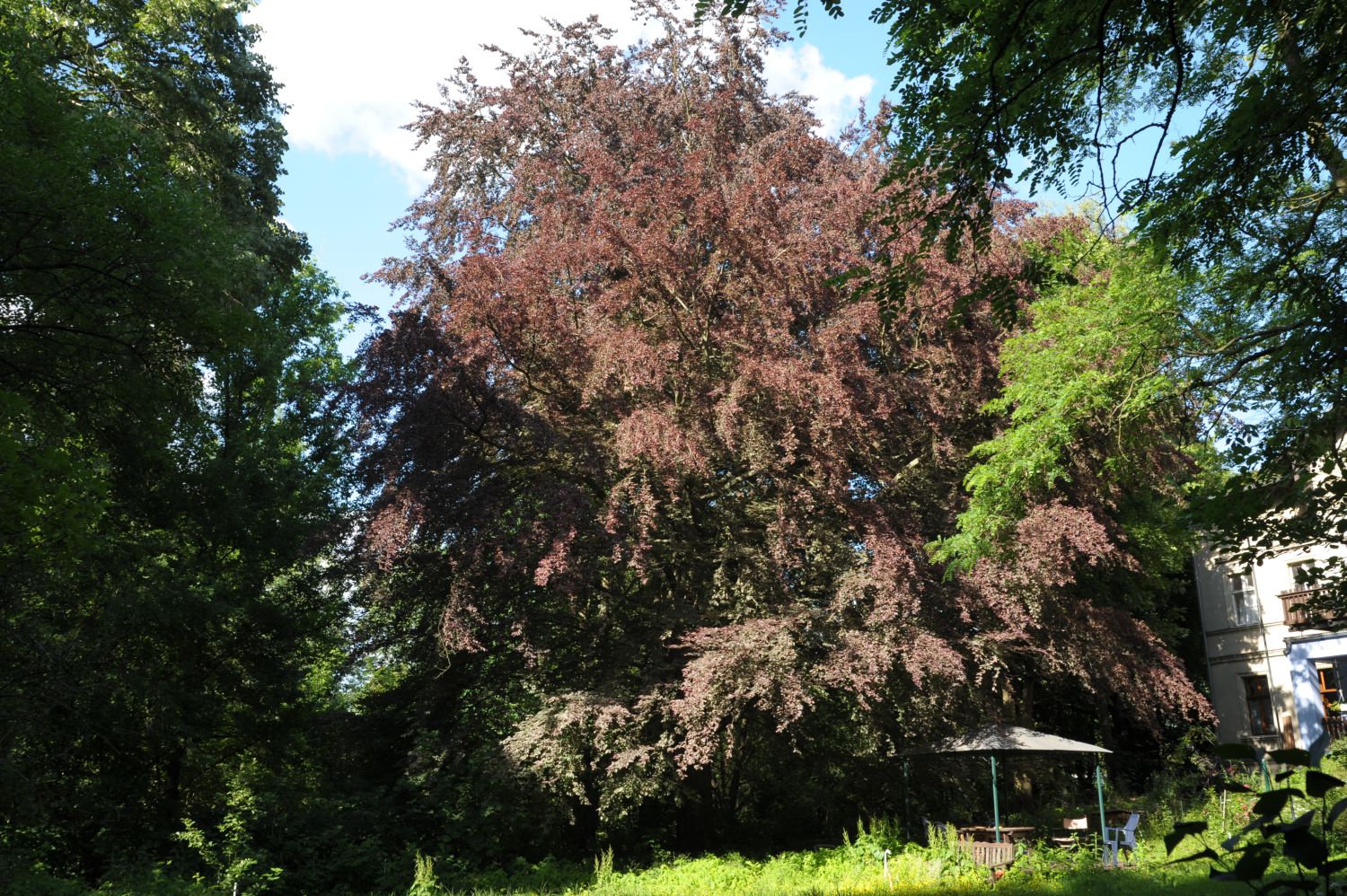 Fagus sylvatica 'Purpurea Tricolor' - Biesenthal - 2020