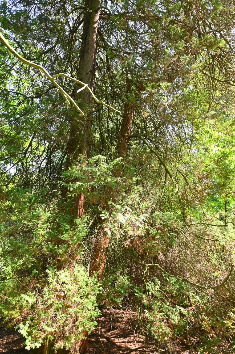 'Plumosa' Chamaecyparis pisifera