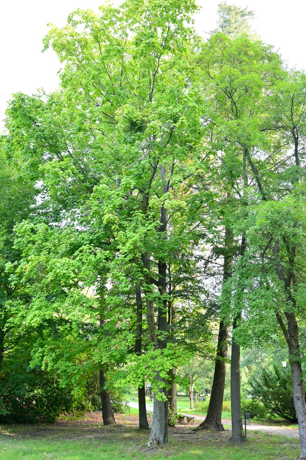 Acer saccharum subsp. nigrum
