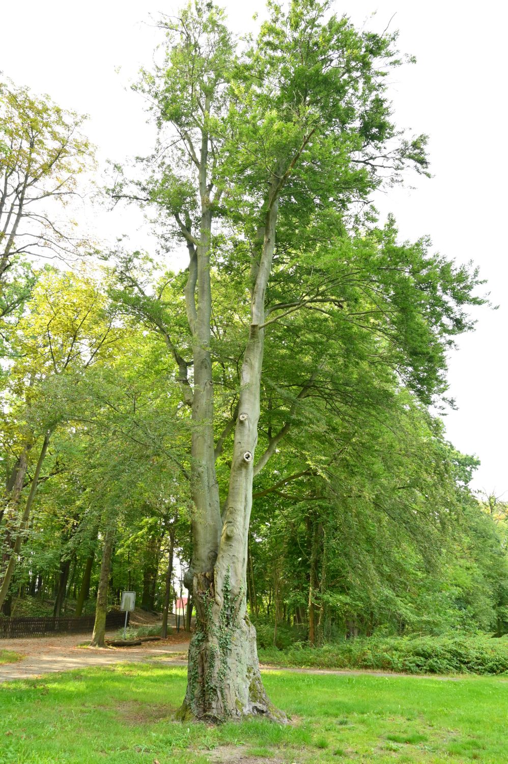 'Asplenifolia' Fagus sylvatica