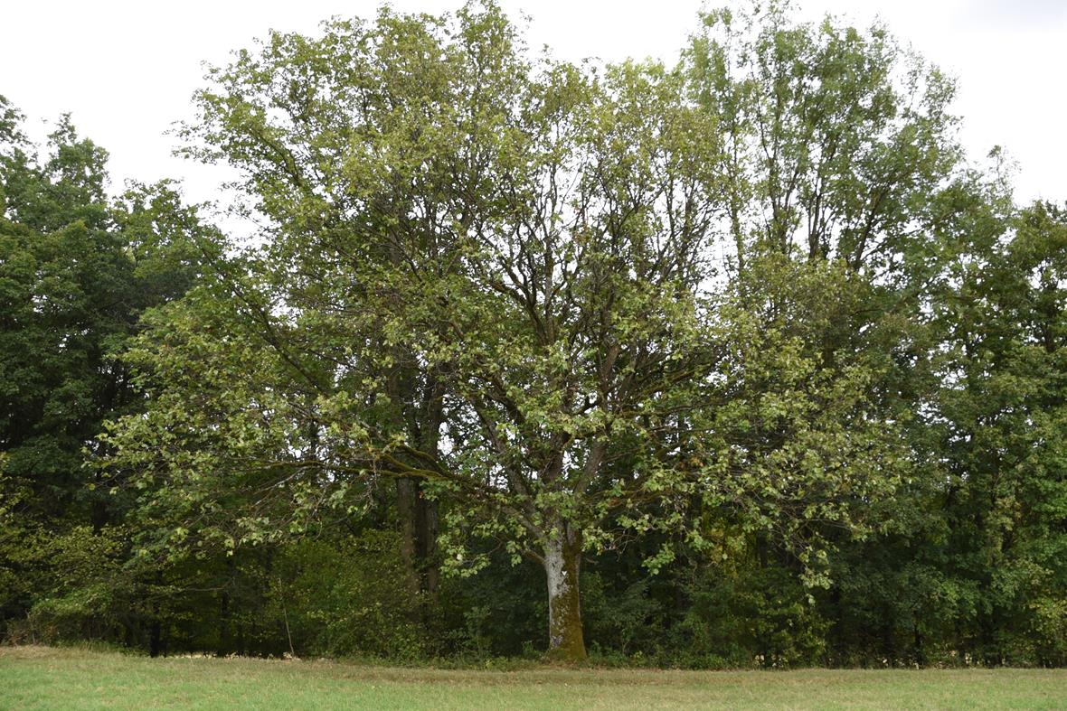 Sorbus torminalis, Elsbeere - Altenkunstadt - 2020