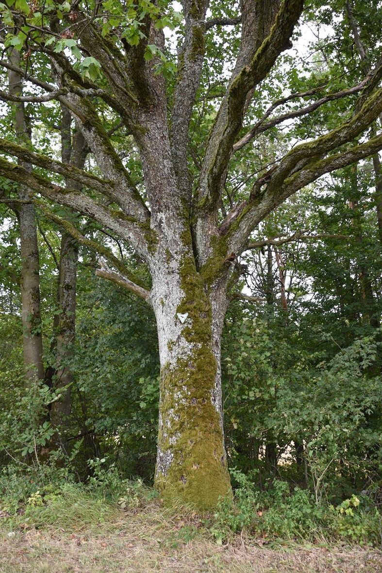 Sorbus torminalis, Elsbeere - Altenkunstadt - 2020