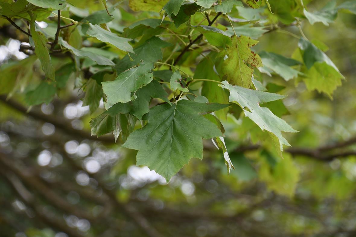 Sorbus torminalis, Elsbeere - Altenkunstadt - 2020