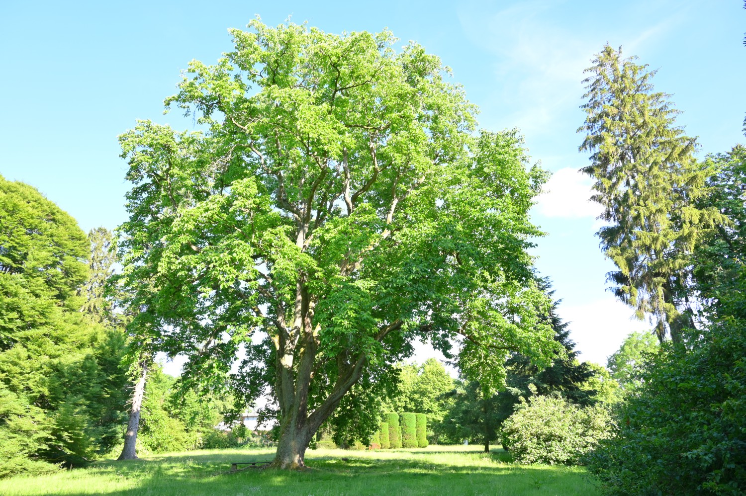 acuminata Magnolia
