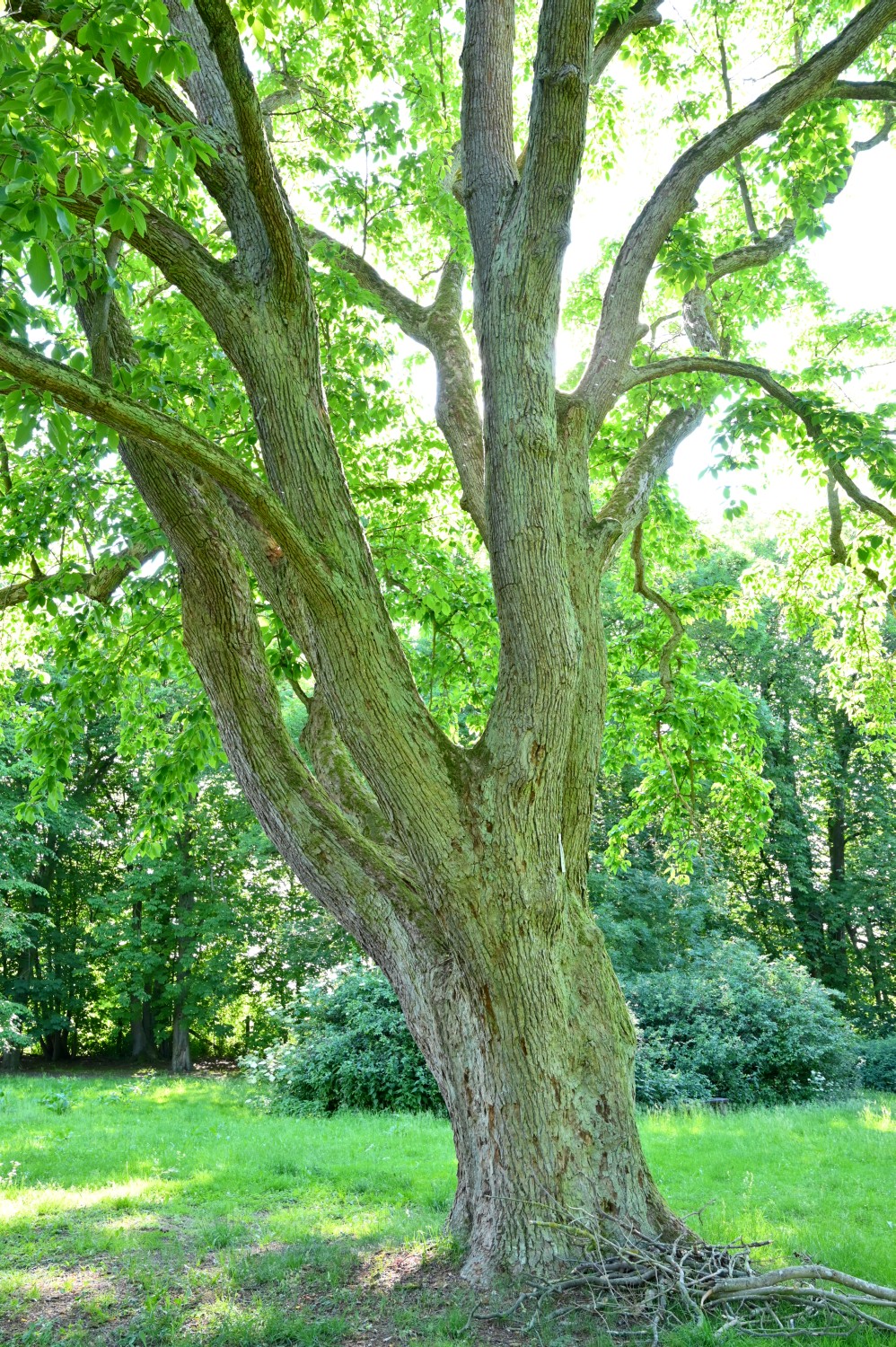 Magnolia acuminata - Warbende - 2020