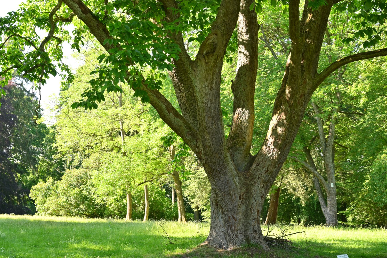 Magnolia acuminata - Warbende - 2020