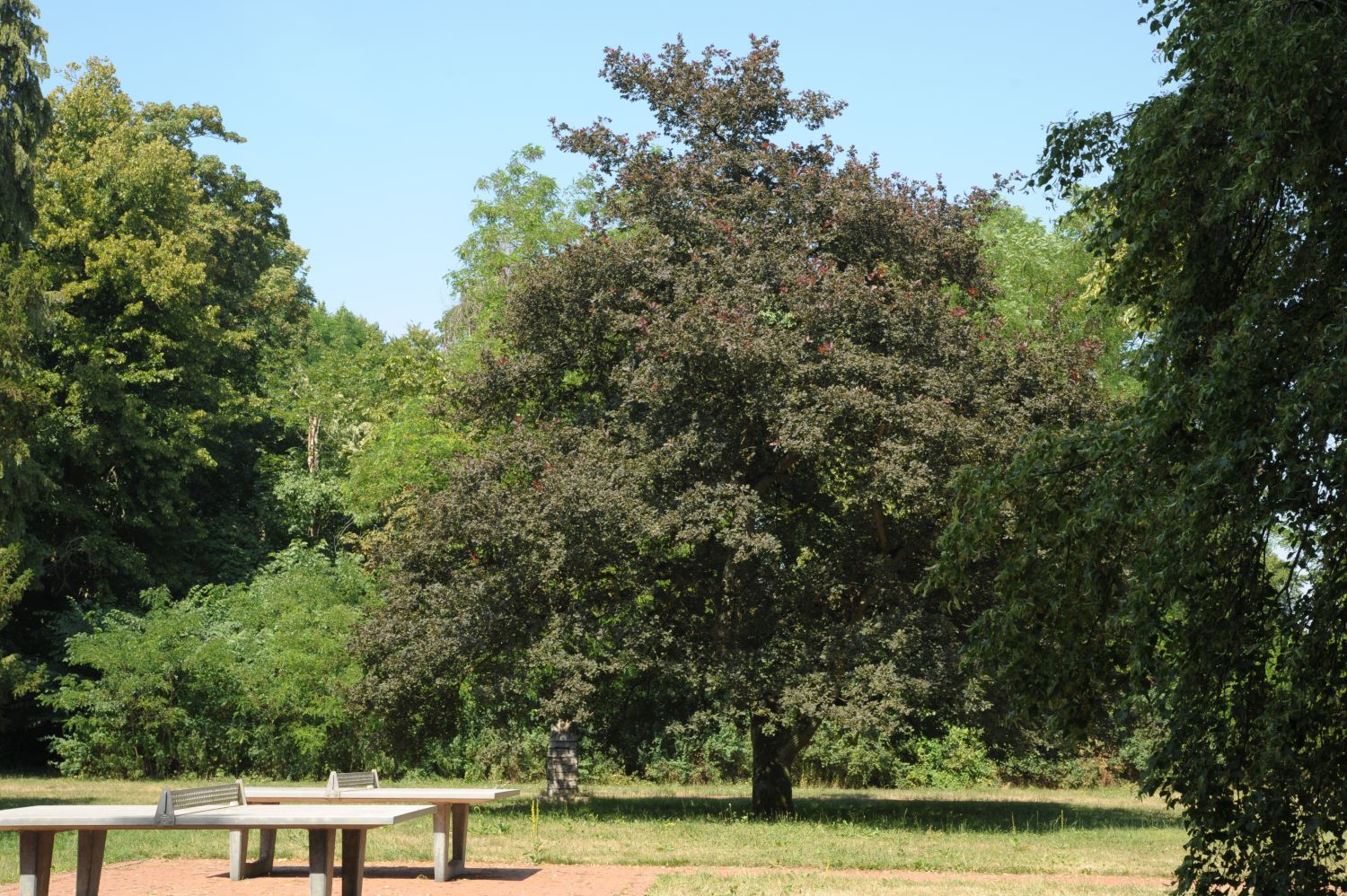 Quercus robur Purple-Leaf Group - Badow - 2010