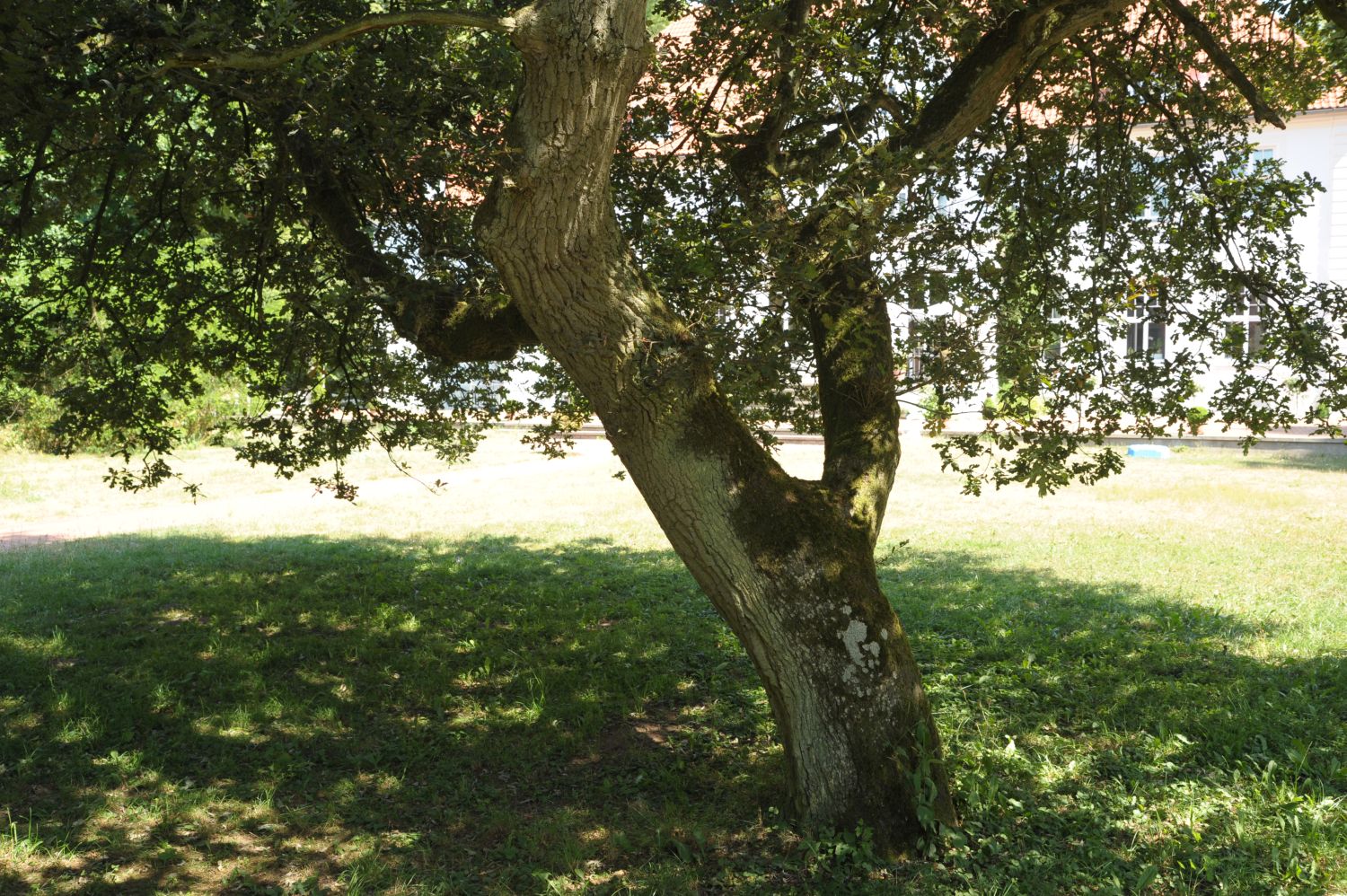 Quercus robur Purple-Leaf Group - Badow - 2010