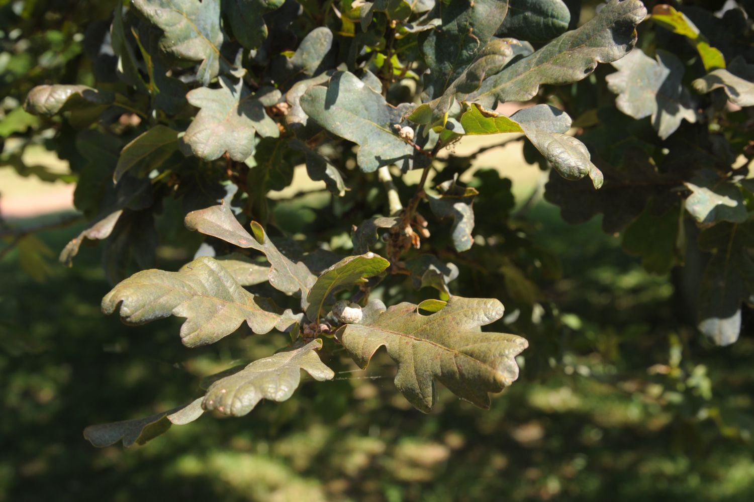 Quercus robur Purple-Leaf Group - Badow - 2010