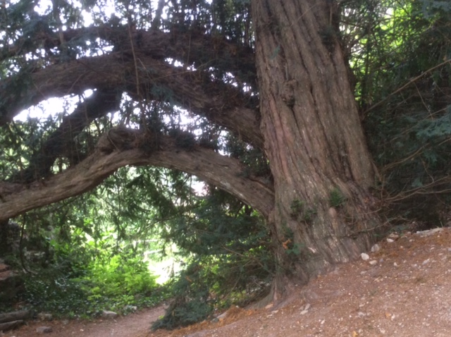 Taxus baccata - Neckarzimmern, Burg Hornberg - 2010