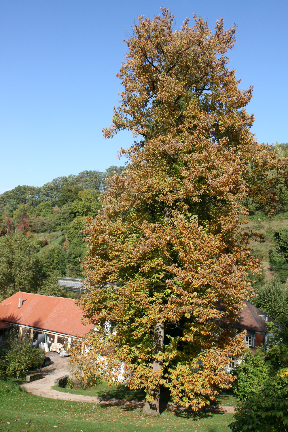 Magnolia acuminata - Bensheim - Okt. 2019