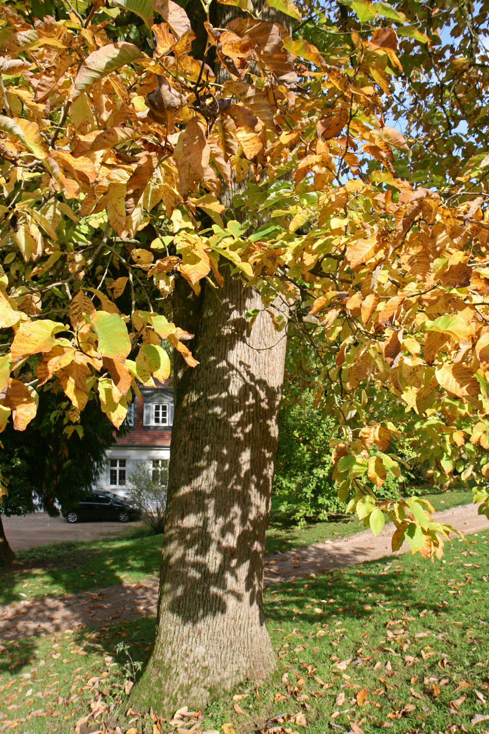 Magnolia acuminata - Bensheim - Okt. 2019