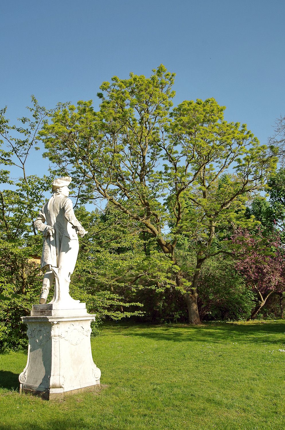 Phellodendron amurense - Potsdam, Sanssouci - 2020