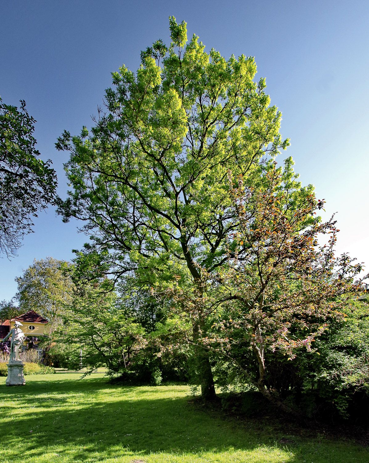 Phellodendron amurense - Potsdam, Sanssouci - 2020