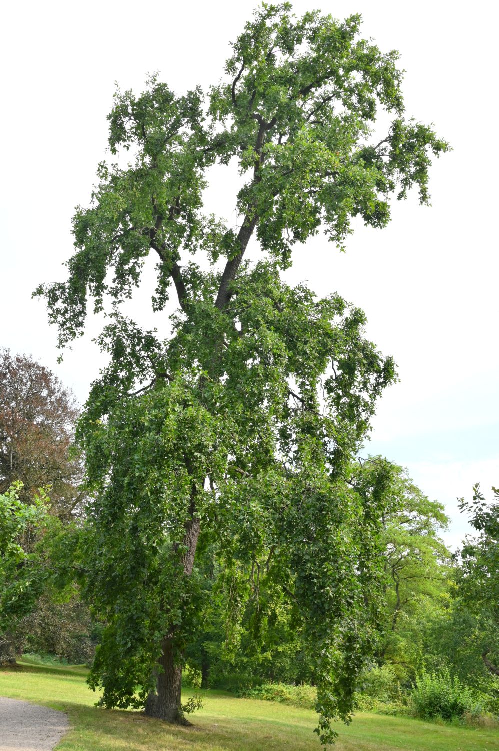 'Pendula' Quercus robur