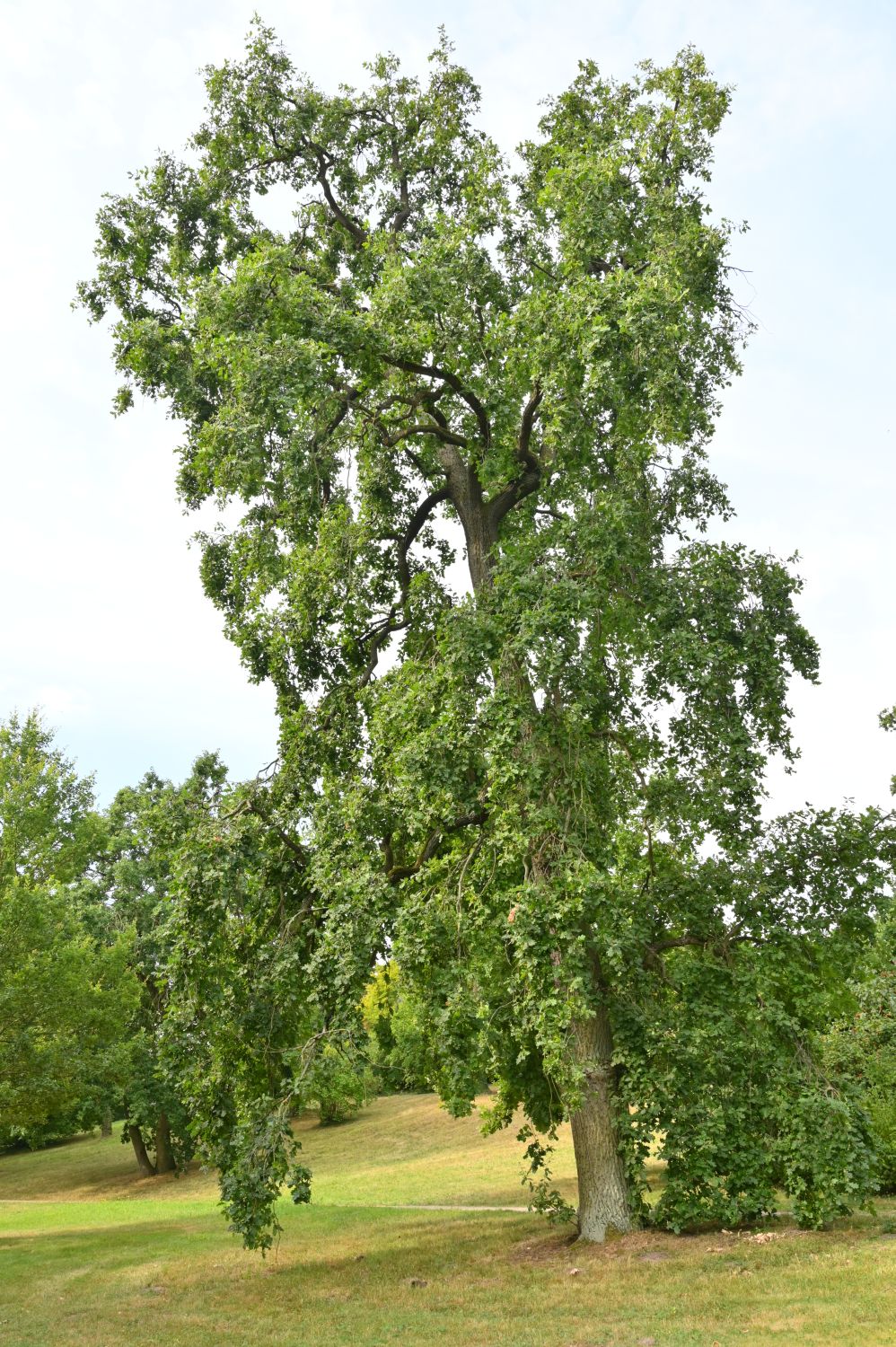 Quercus robur 'Pendula' - Schwerin, Schlosspark - 2020