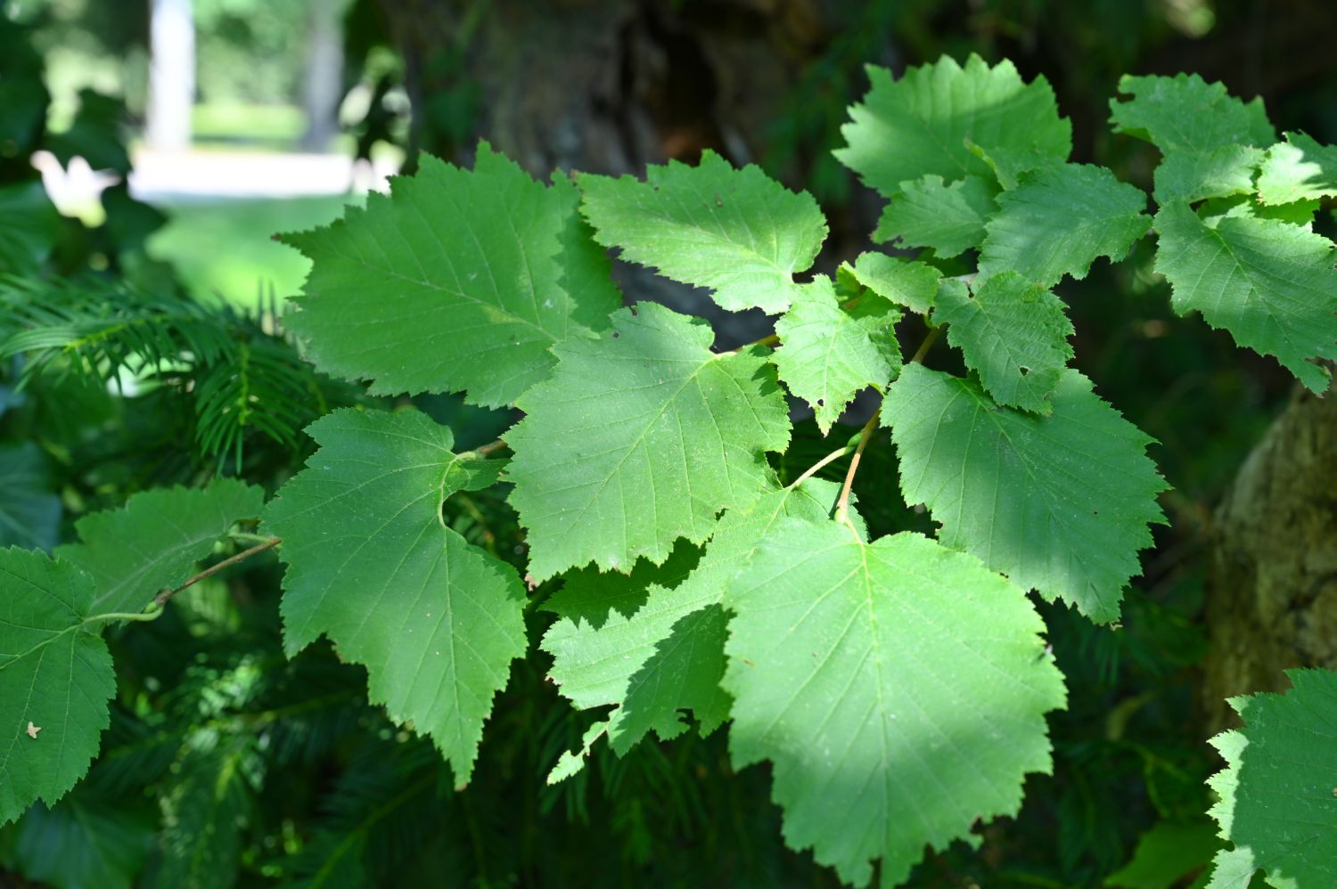 Corylus × colurnoides - Schwerin, Schlosspark - 2020