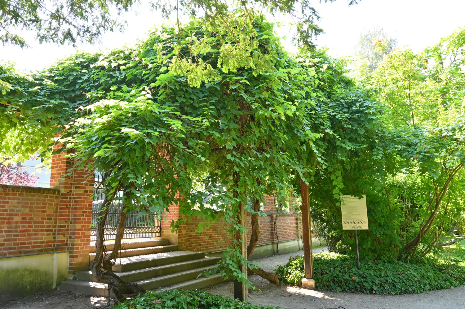 vinifera Vitis