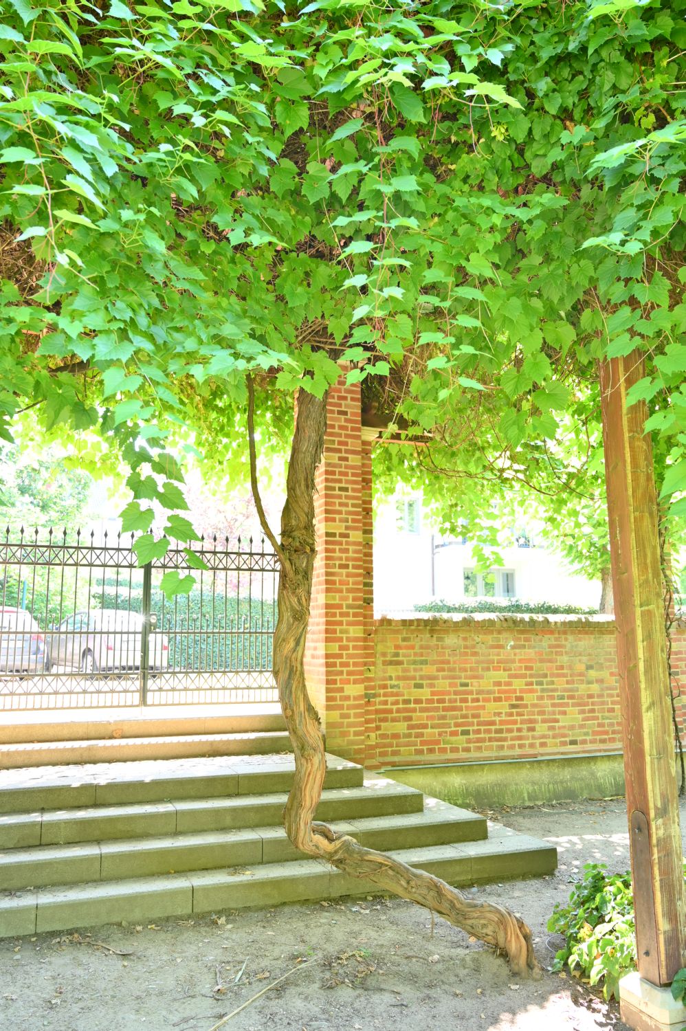 Vitis vinifera - Schwerin, Schlosspark - 2020