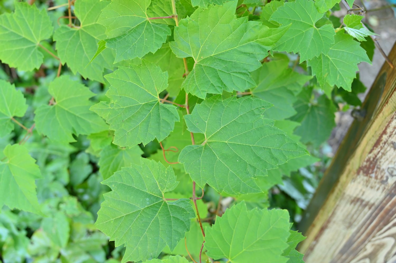 Vitis vinifera - Schwerin, Schlosspark - 2020