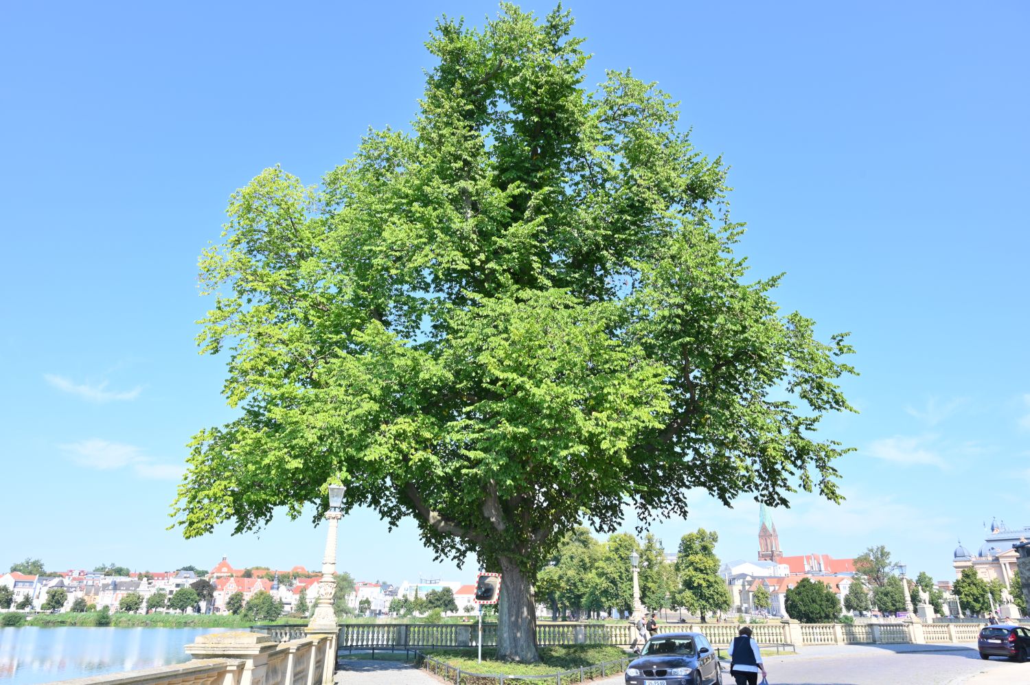 glabra Ulmus