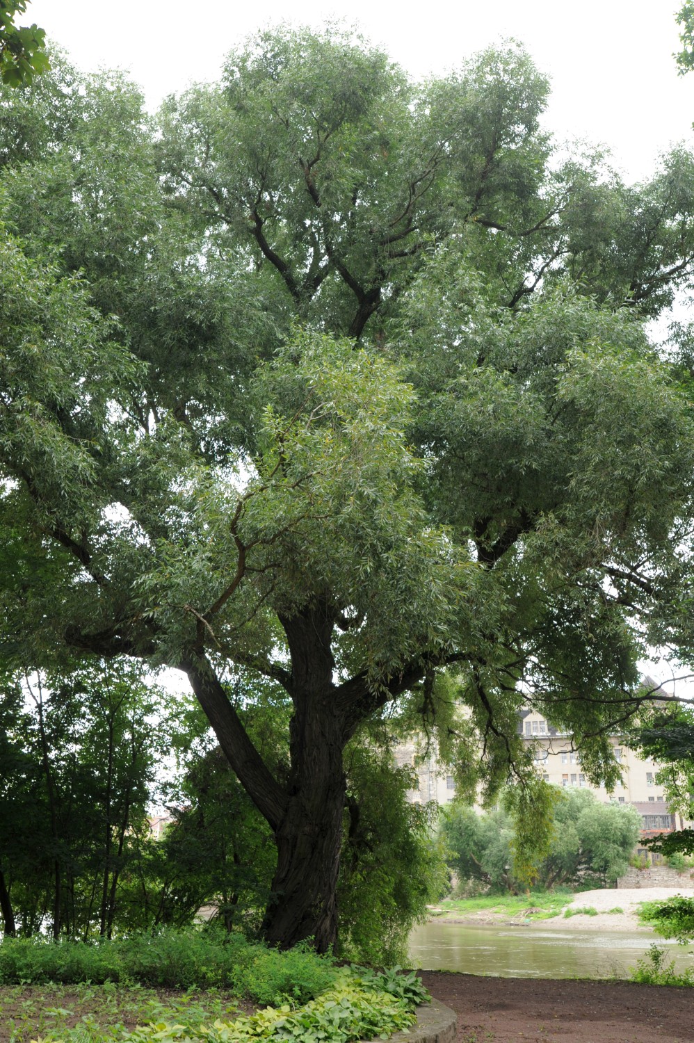 Salix fragilis - Bernburg (Saale) - 2013
