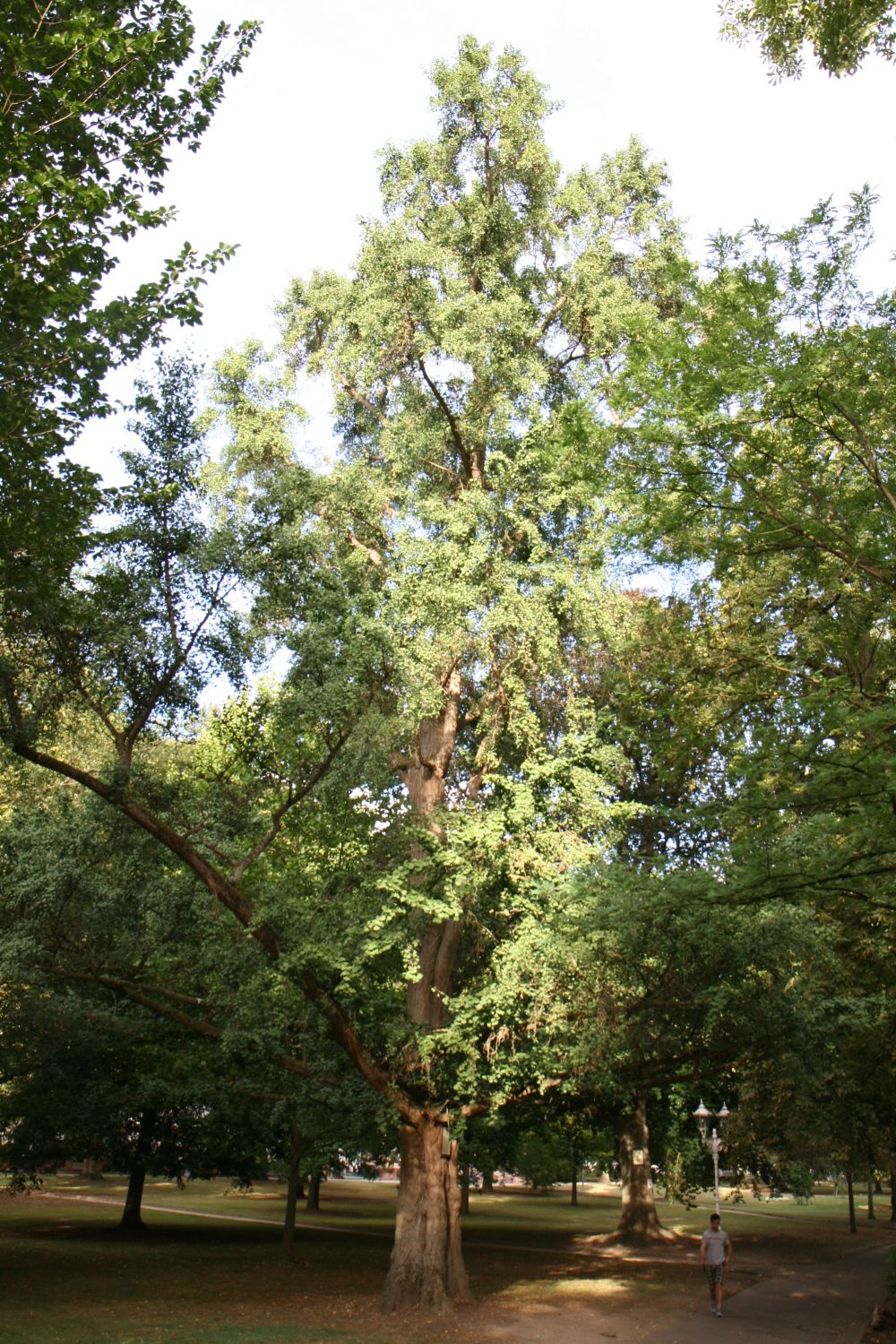 biloba Ginkgo
