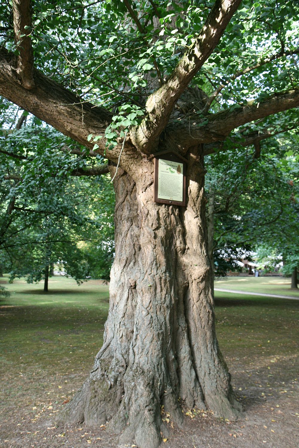 Ginkgo biloba - Bad Ems - 2020