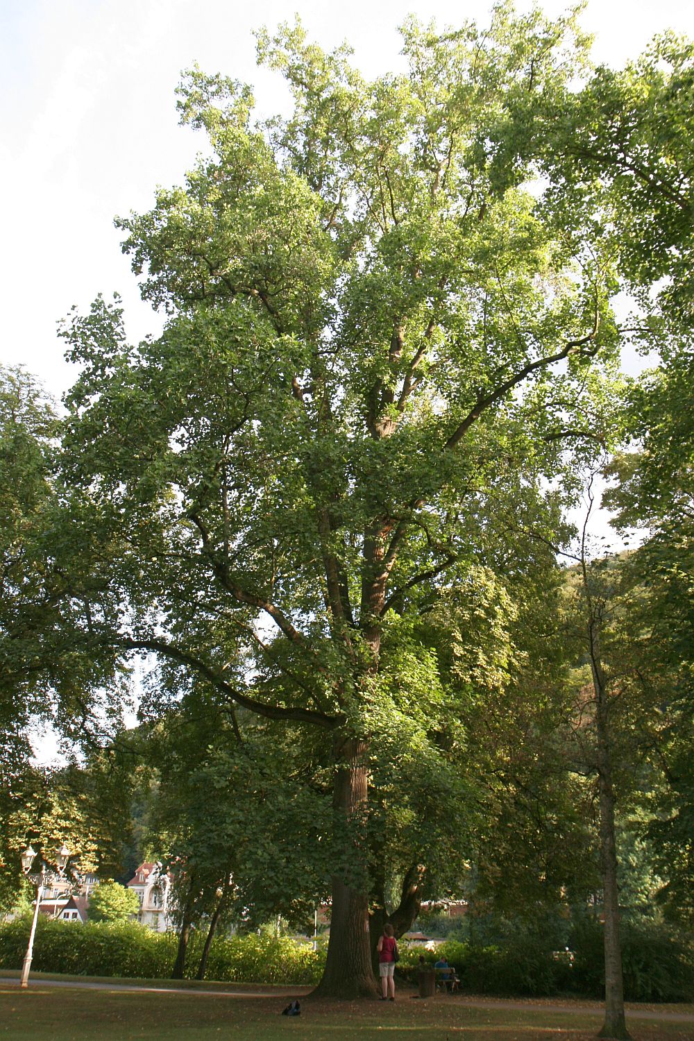 Liriodendron tulipifera