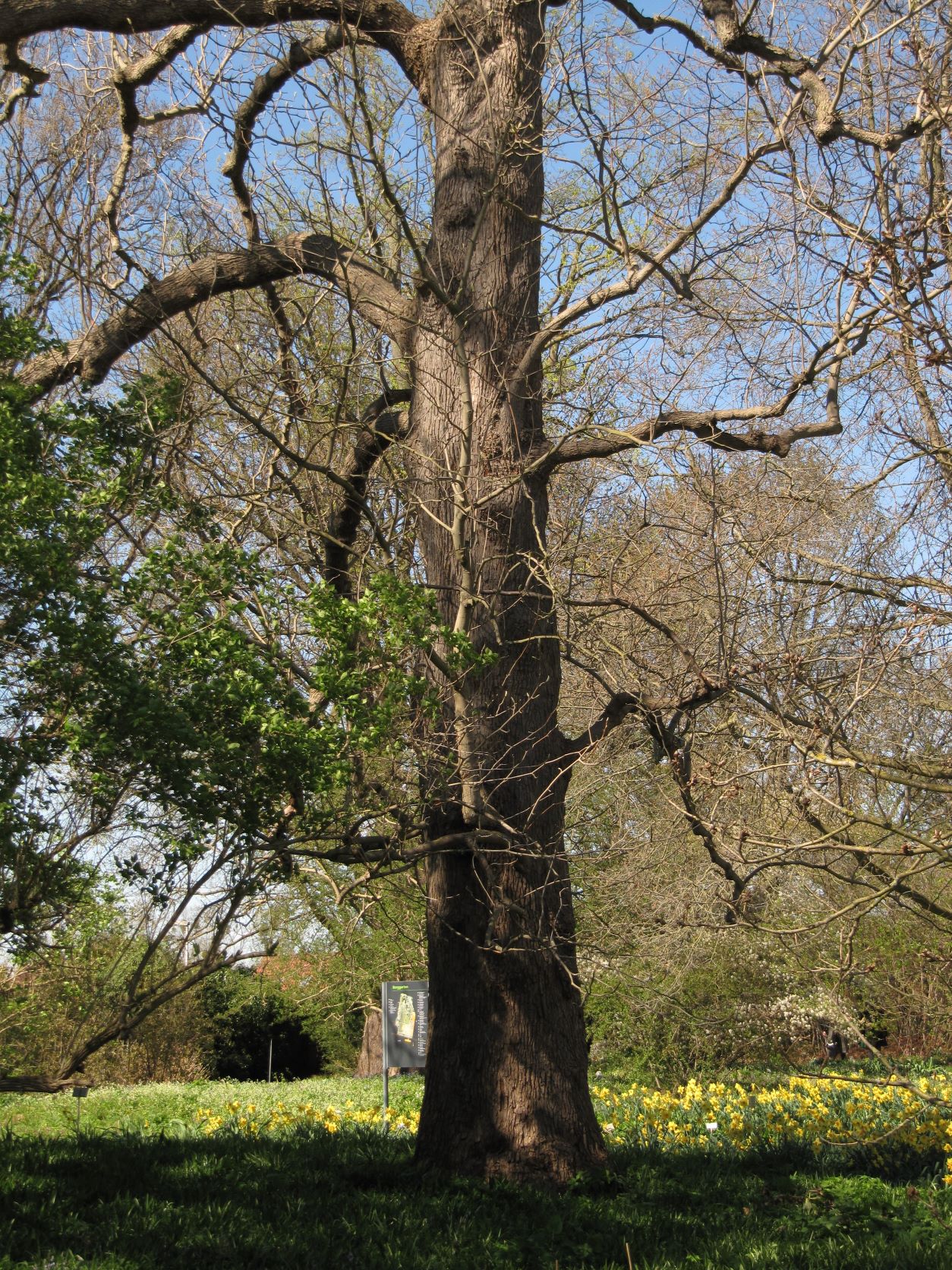 acuminata Magnolia