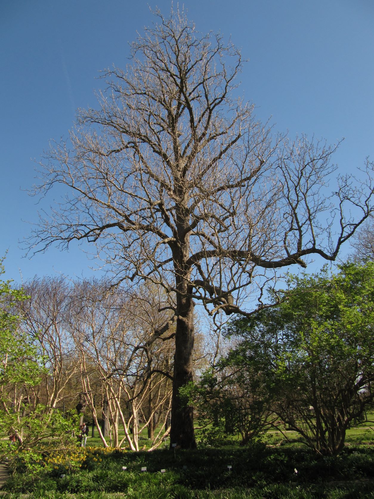 Magnolia acuminata - Berggarten Hannover - April 2022