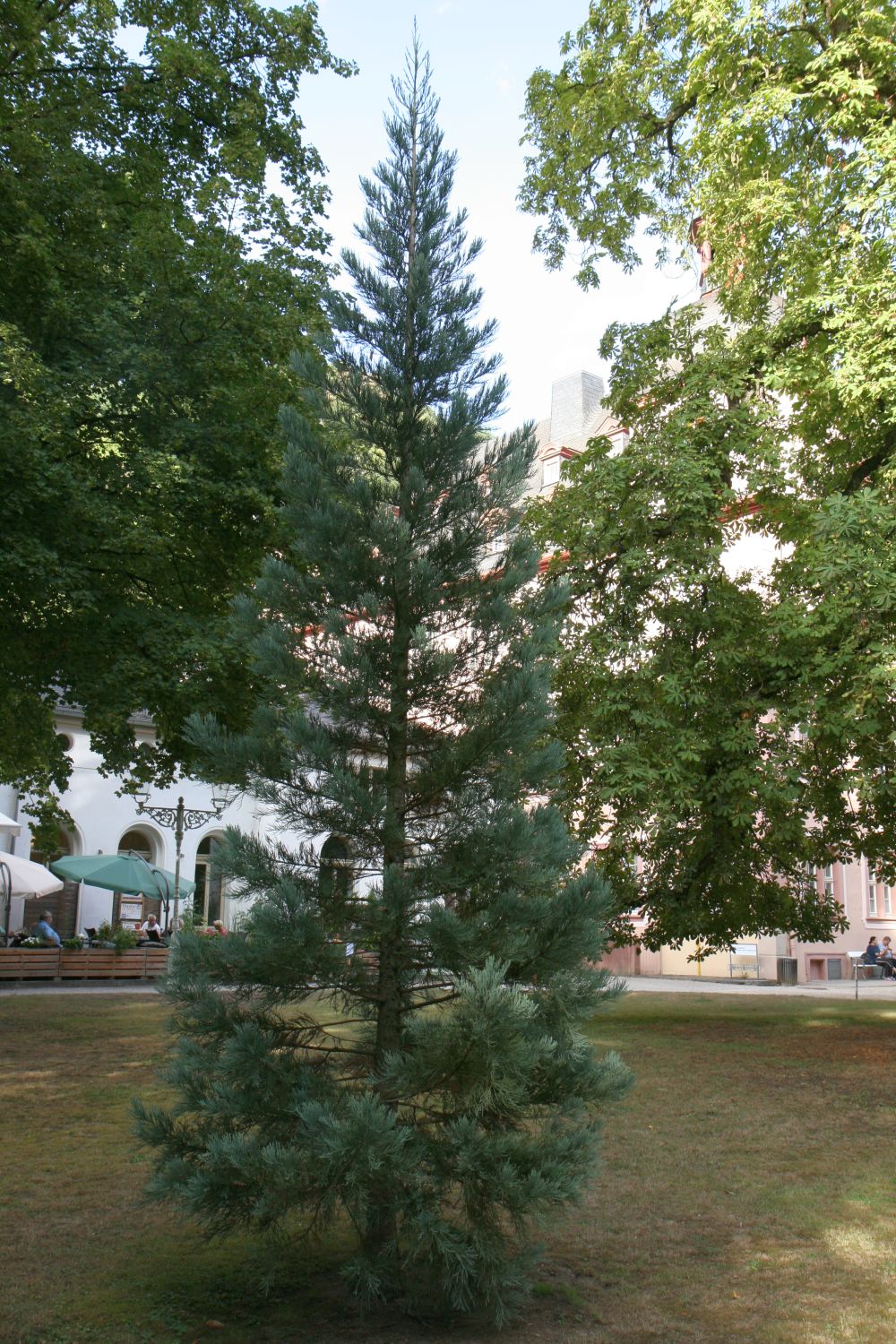 'Glaucum' giganteum Sequoiadendron