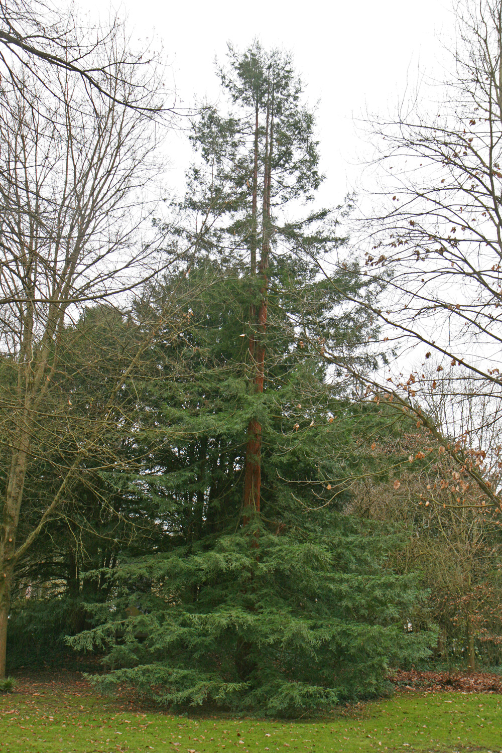 sempervirens Sequoia