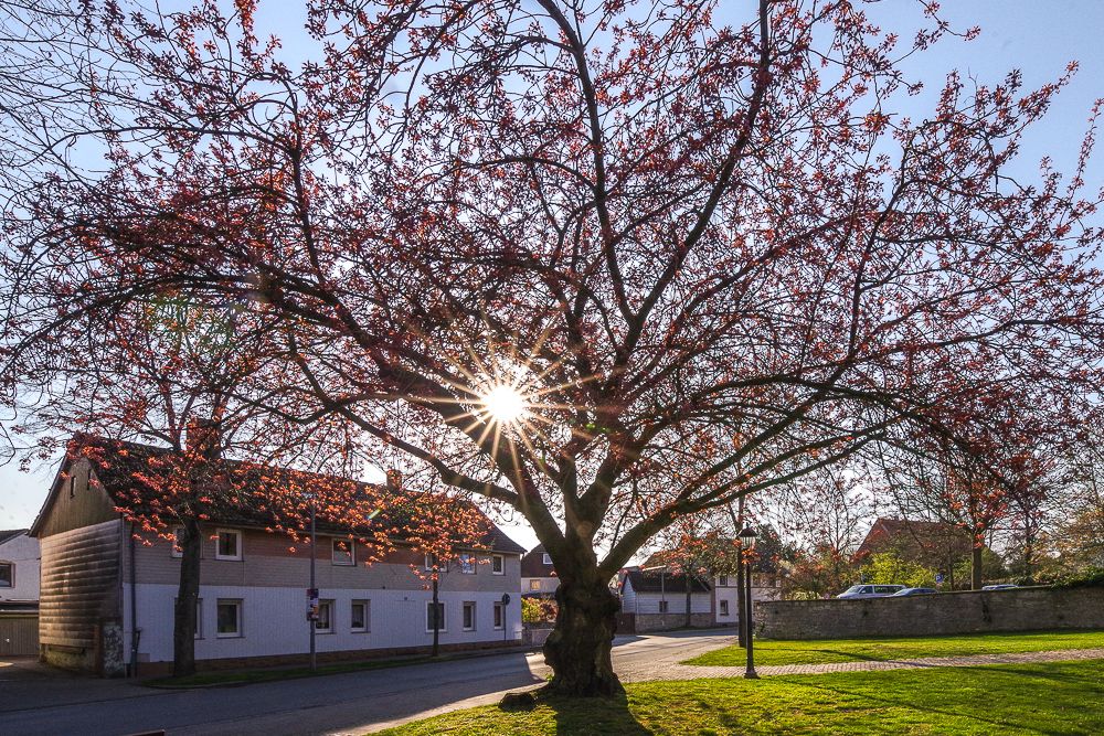 Prunus serrulata 'Kanzan' - Königslutter am Elm - 2019