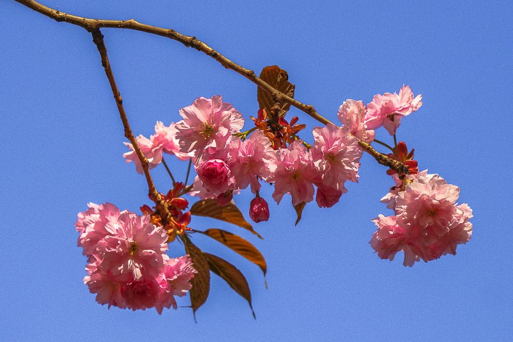 Prunus serrulata 'Kanzan' - Königslutter am Elm - 2019