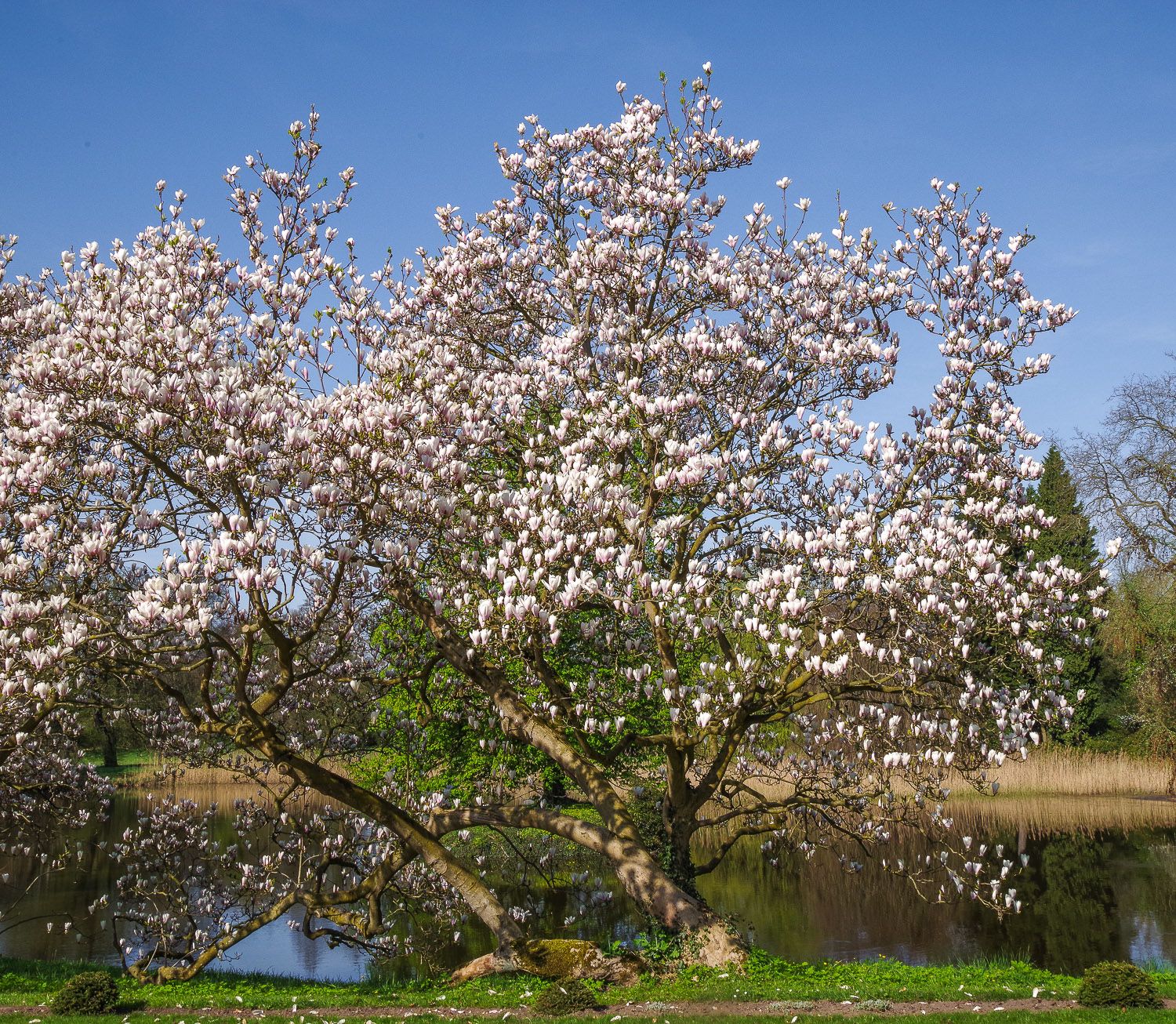 'Amabilis' × soulangeana Magnolia